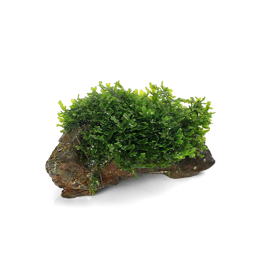 （水草）★育成済★　プレミアムグリーンモス　風山石小粒（水中葉）（無農薬）（3個）