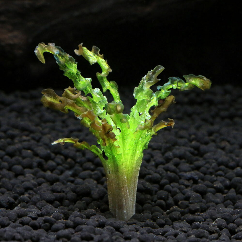 （水草）オテリア　メセンテリウム　マタノ湖産　2026年スラウェシ便（水中葉）（無農薬）（1株）