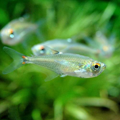 【10／5限定】当選確率2分の1！1等最大100％　（熱帯魚）アロワナ・テトラ　ペルー（ワイルド）（1匹）