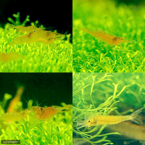 �ʥ��ӡ˥֥�ꥢ��ȥ���󥸥�����ס�3ɤ�ˡ��̳�ƻ���彣�Ҷ������ݲ�