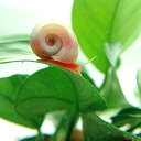 天然/カワニナ/40匹/水質浄化 /ホタルの幼虫や大型フグのエサ等に 川魚