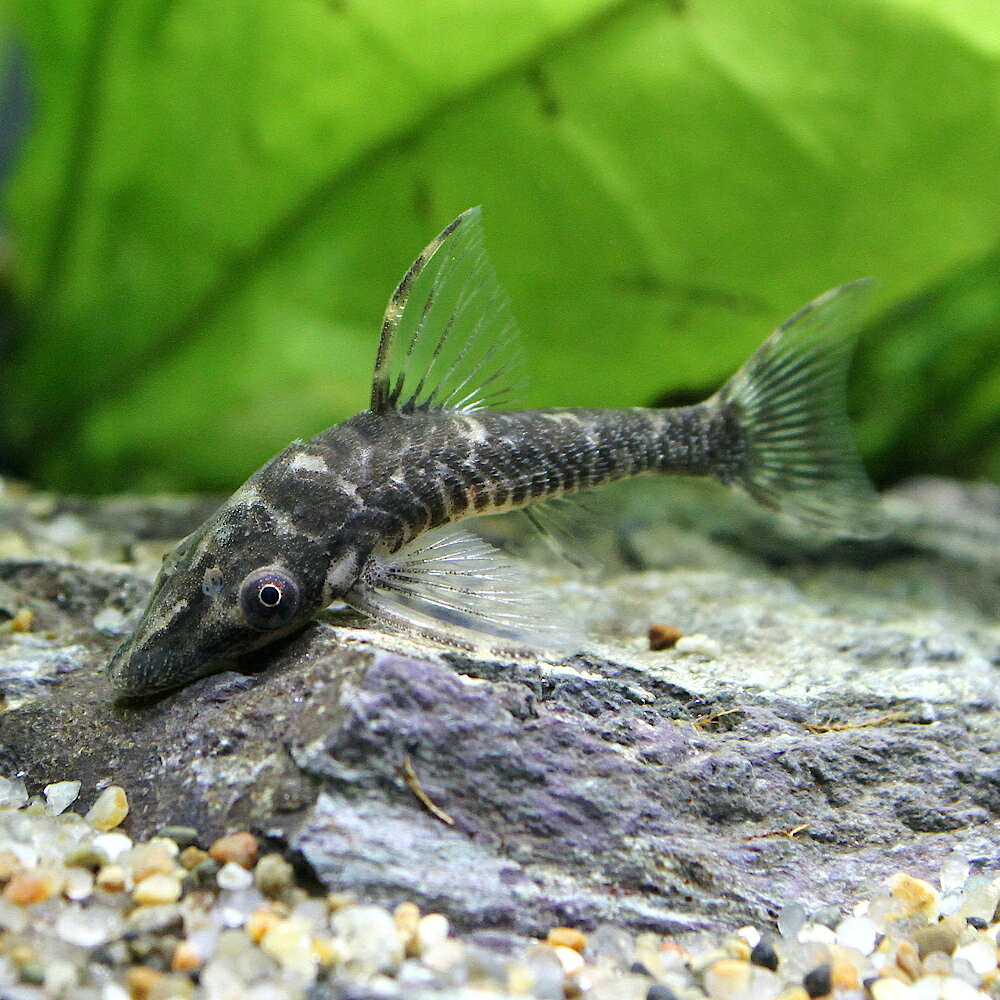 （熱帯魚）ロボコット・オトシン（1匹）　北海道・九州航空便要保温