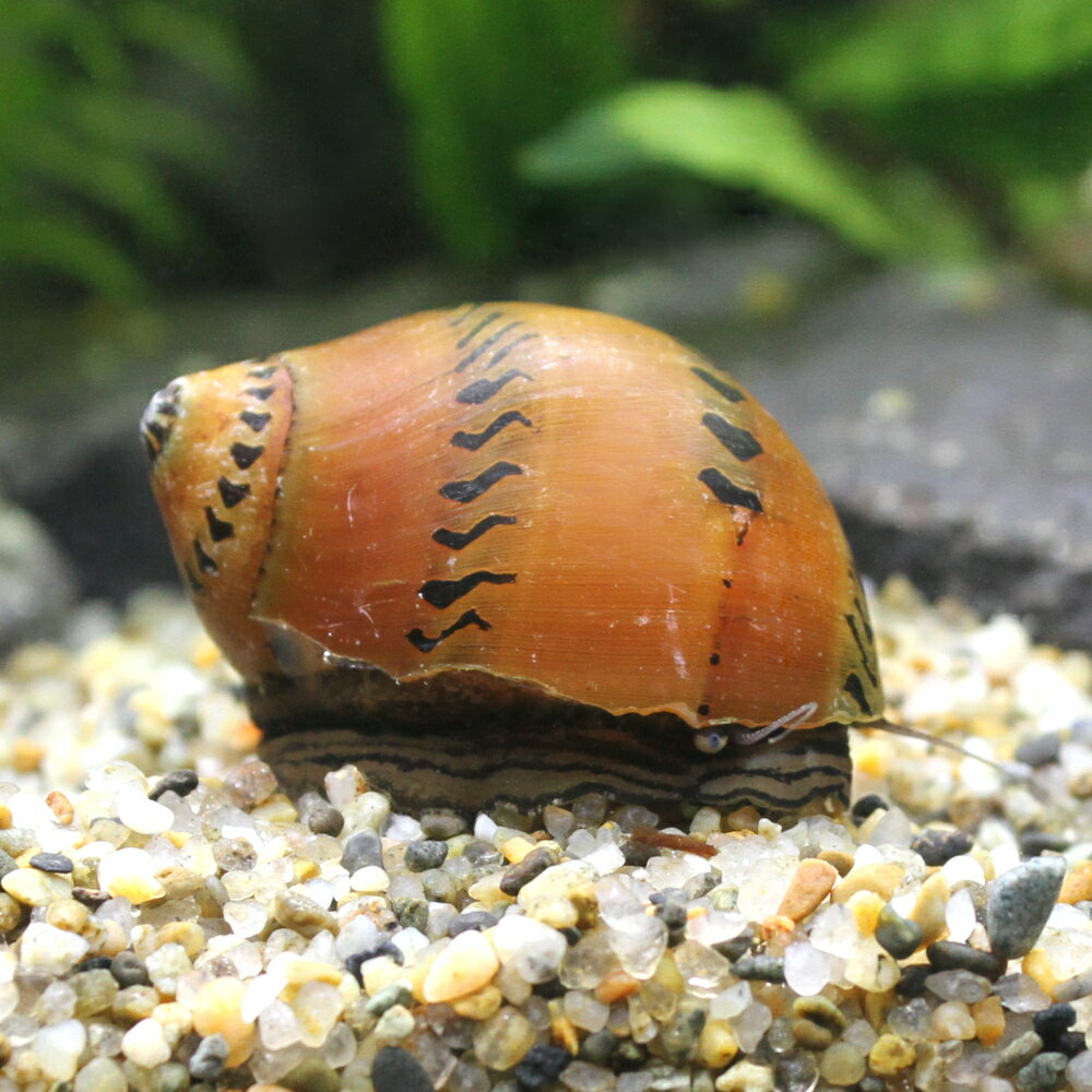 �ʥ��ӡ����˥�åɥ�����ȥ�å����͡����2ɤ�ˡ��̳�ƻ���彣�Ҷ������ݲ�