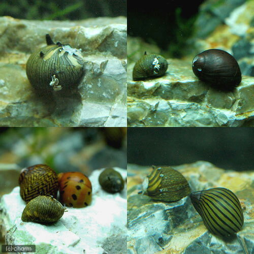 �ʥ��ӡ����ˤ��ޤ������Υ�����3ɤ�ˡ��̳�ƻ���彣�Ҷ������ݲ�