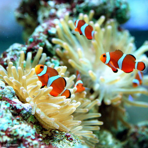 �ʳ�����˥����쥯�ޥΥߡʹ񻺥֥꡼�ɡˡ�1ɤ��Ǯ�ӵ����̳�ƻ���彣�Ҷ������ݲ�