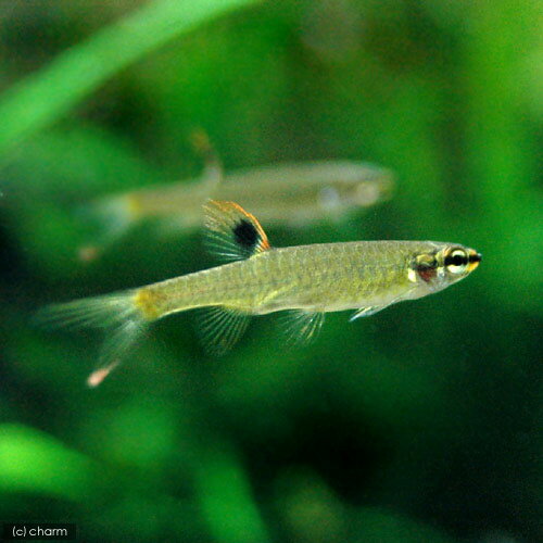 （熱帯魚）コペラ・アーノルディ（1匹）　北海道・九州航空便要保温...