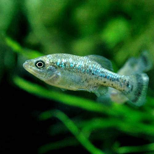 （熱帯魚）アメカ・スプレンデンス（1ペア）　北海道・九州航空便要保温...