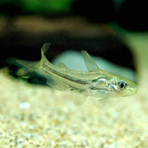 （熱帯魚）チャンドラマラ・キャット（1匹）　北海道・九州航空便要保温...