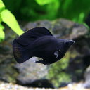 (熱帯魚)バルーン・ブラックモーリー(4匹) 北海道・九州航空便要保温