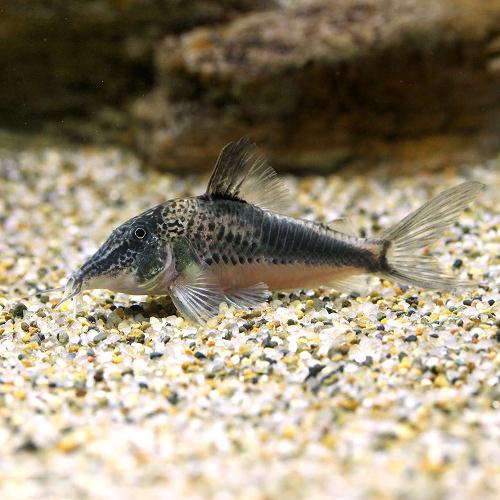 （熱帯魚）コリドラス・フォーレリー（ワイルド）（1匹）　北海道・九州航空便要保温　沖縄別途送料