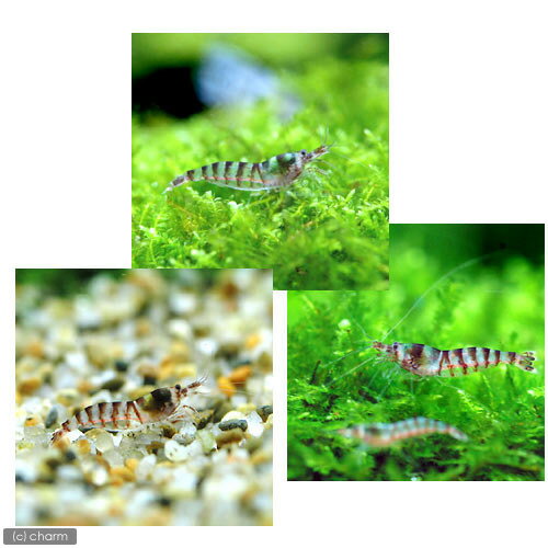 �ʥ��ӡ˥ѡ��ץ를�֥顦������ס�5ɤ�ˡ��̳�ƻ���彣�Ҷ������ݲ�