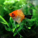 （熱帯魚）レッドデビル・エンゼル