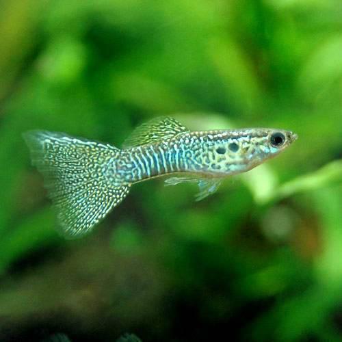 （熱帯魚）レースコブラ・グッピー