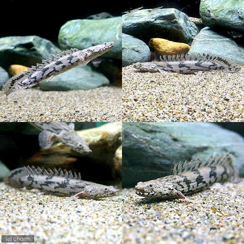 ��Ǯ�ӵ��˥ݥ�ץƥ륹������ɥꥱ�꡼������ɥꥱ�꡼��M��������10��15cm�ˡʥ֥꡼�ɡˡ�1ɤ�ˡ��̳�ƻ���彣�Ҷ������ݲ�