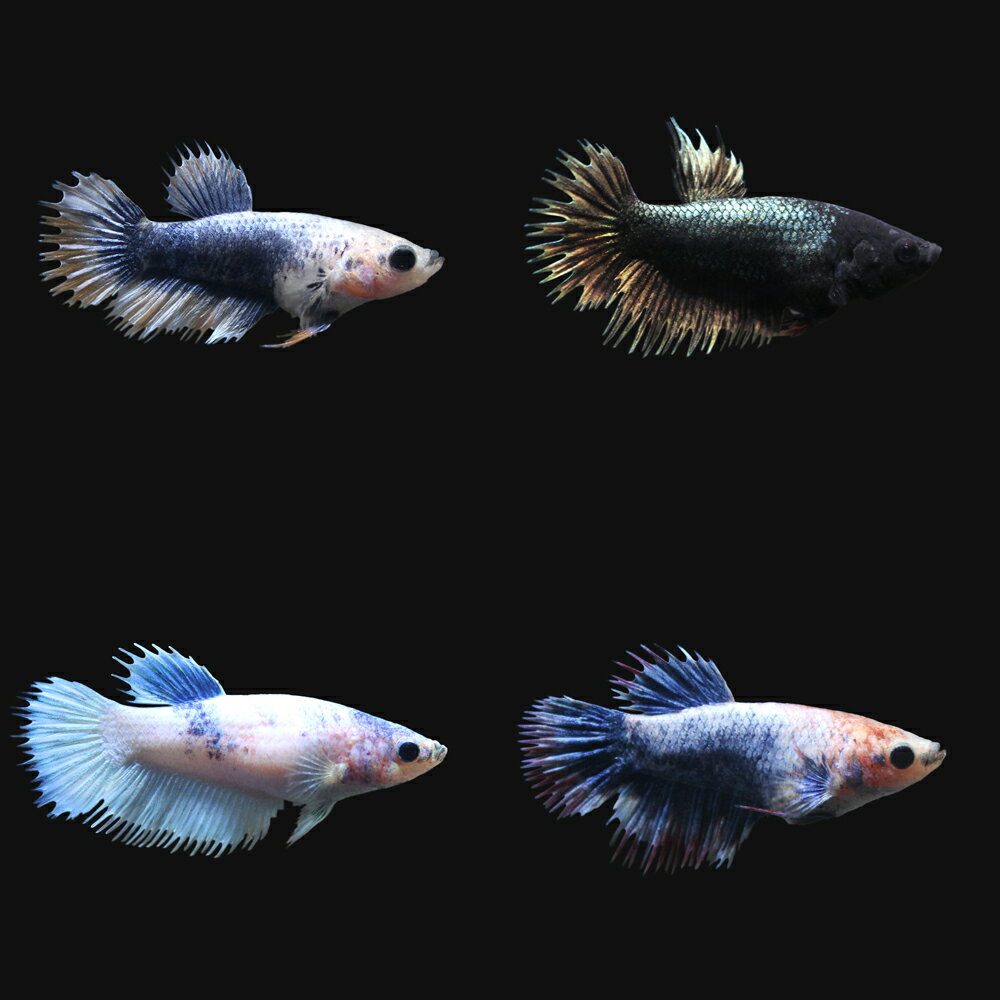 ��Ǯ�ӵ��˥٥������饦��ơ��롡������ʤ��ʥ᥹�ˡ�1ɤ�ˡ��̳�ƻ���彣�Ҷ������ݲ�