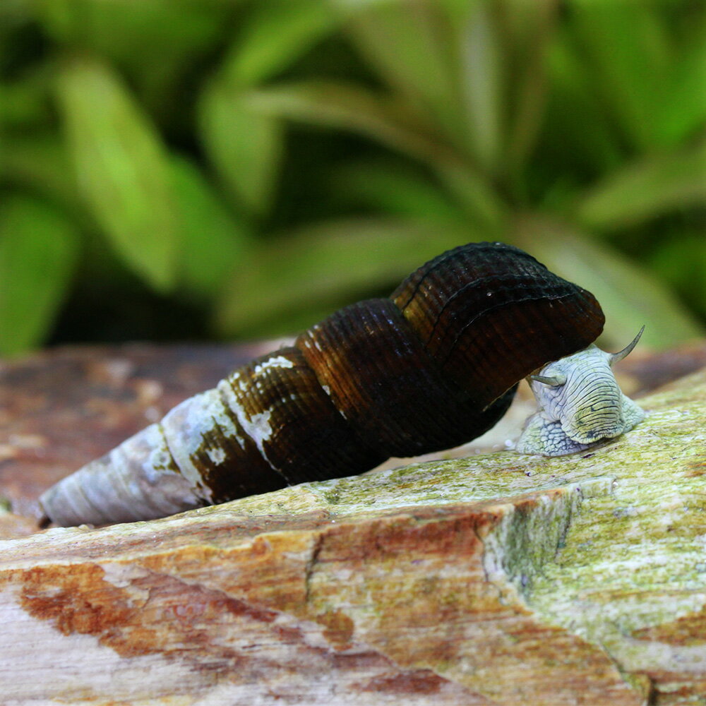 �ʥ��ӡ����˥���������ӥåȡ����͡����1ɤ�ˡ��̳�ƻ���彣�Ҷ������ݲ�