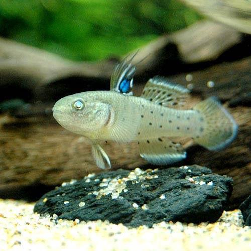 （熱帯魚）ナイト・ゴビー（1匹）　北海道・九州航空便要保温