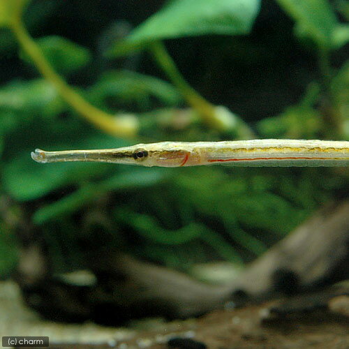 （熱帯魚）レッドライン・パイプフィッシュ（1匹） 北海道・九州航空便要保温