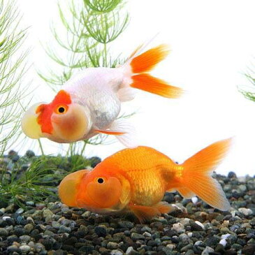 (国産金魚)水泡眼 平賀養魚場産(1匹)
