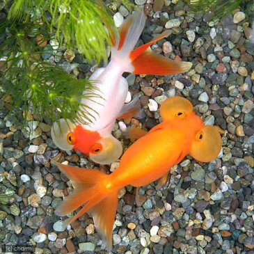 (国産金魚)水泡眼 平賀養魚場産(1匹)