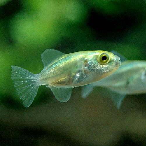 （熱帯魚）ブロンズ・パファー（1