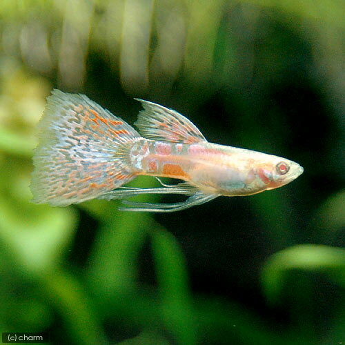 （熱帯魚）RREA・レッドグラスリボン・グッピー（国産グッピー）（1トリオ）　北海道・九州航空便要保温