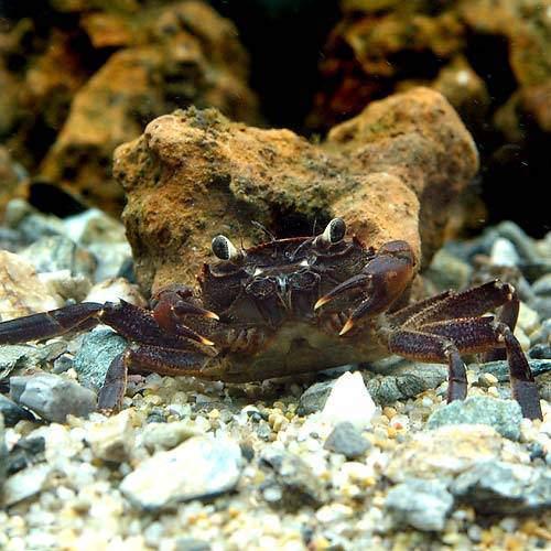 （エビ・カニ）マタノパープル・クラブ（1匹）　北海道・九州航空便要保温