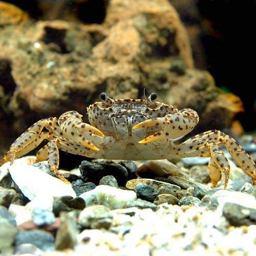 楽天市場】カニ(エビ・ザリガニ|熱帯魚・アクアリウム 楽天市場】カニ(エビ・ザリガニ|熱帯魚・アクアリウム