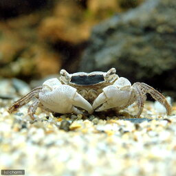 （エビ・カニ）バティック・クラブ（1匹）　北海道・九州航空便要保温