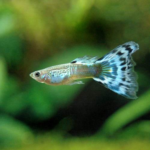 （熱帯魚）オールドファッションブルーモザイク・グッピー（国産ブリード）（1ペア）　北海道・九州・沖縄航空便要保温