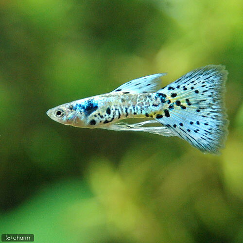 （熱帯魚）ギャラクシーブルーグラスリボン・グッピー（国産ブリード）（1トリオ）　北海道・九州・沖縄航空便要保温