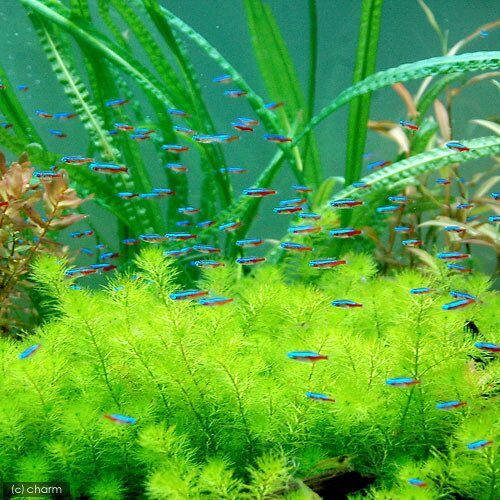 ��Ǯ�ӵ��˥������ʥ�ƥȥ�ʥ֥꡼�ɡˡ�10ɤ�ˡ��̳�ƻ���彣�Ҷ������ݲ�