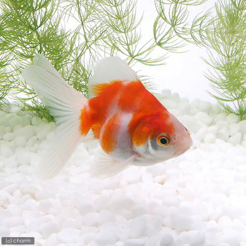 （国産金魚）桜琉金（1匹）