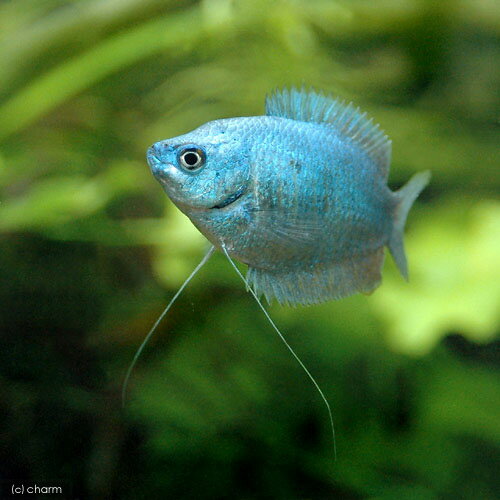 ��Ǯ�ӵ��˥��Х�ȥ֥롼���ɥ�ե���ߡ���1�ڥ��ˡ��̳�ƻ���彣�Ҷ������ݲ�