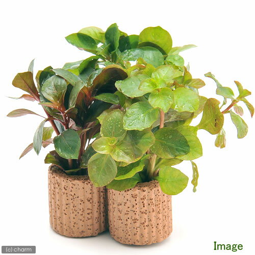 �ʿ���˥饤�եޥ������˥ǥ륿����ɥ��������ߥå����ʿ���աˡ�̵�����ˡ�1�ġ�