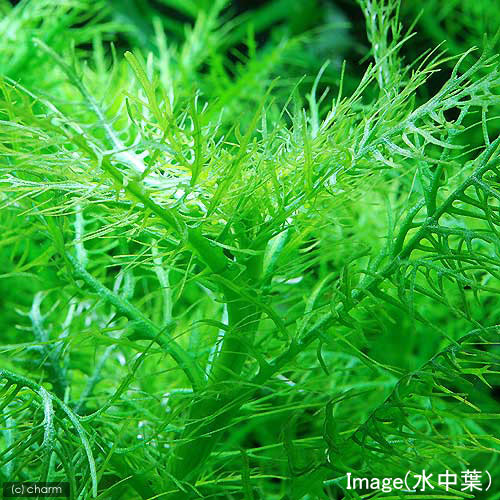 （水草）ライフマルチ（茶）ハイグロフィラ　バルサミカ（水上葉）（無農薬）（1個）