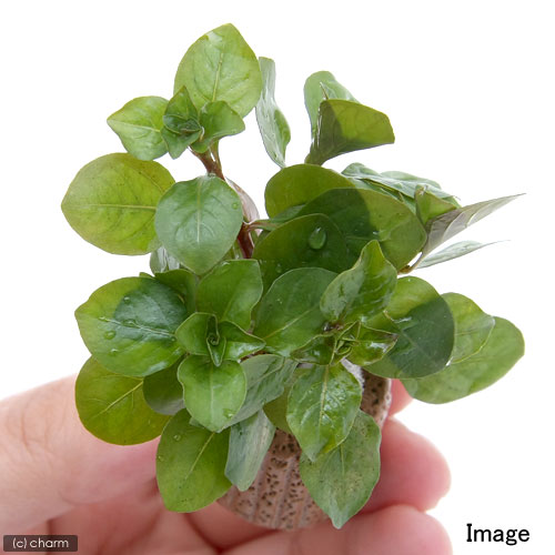 （水草）ライフマルチ（茶）ルドウィジア　パルストリス　ハイデンリッヒ（水上葉...