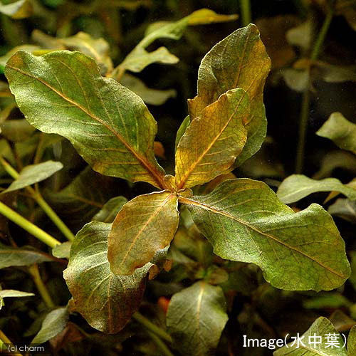 �ʿ���˥饤�եޥ������˥ϥ������ե���sp���������֥饦�󡡥������ʿ���աˡ�̵�����ˡ�1�ġ�