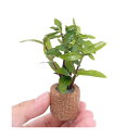 (水草)ライフマルチ(茶)リムノフィラ アロマティカ(水上葉)(無農薬)(1個)
