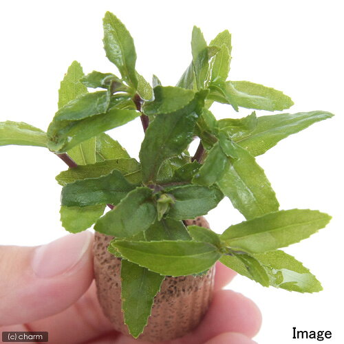 （水草）ライフマルチ（茶）リムノフィラ　アロマティカ（水上葉）（無農薬）（1個）