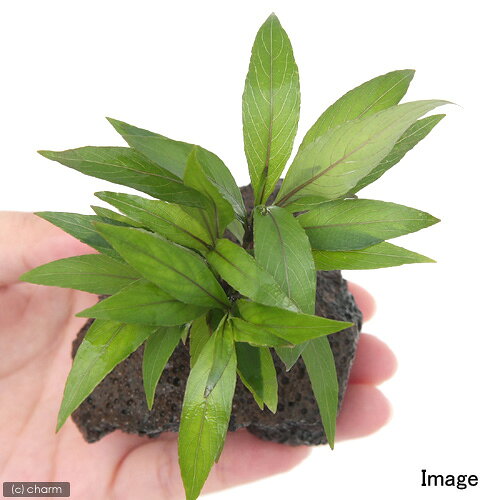 （水草）ニューラージリーフ　ハイグロ（水上葉）穴あき溶岩石付（無農薬）（1個）