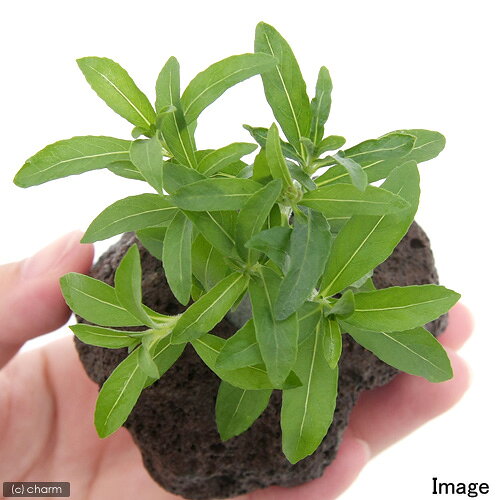 （水草）ハイグロフィラ　バルサミカ（水上葉）穴あき溶岩石付（無農薬）（1個）