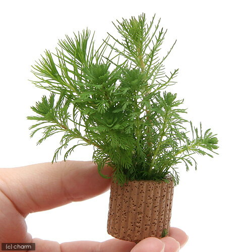 �ʿ���˥饤�եޥ������˥ߥꥪ�ե����ߥå����ʿ���աˡ�̵�����ˡ�2�ġ�