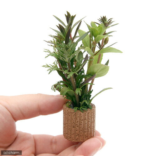 �ʿ���˥饤�եޥ������˥��Υե���ߥå����ʿ���աˡ�̵�����ˡ�2�ġ�