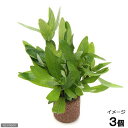 (水草)ライフマルチ(茶)ハイグロフィラ ポリスペルマ(水上葉)(無農薬)(3個)