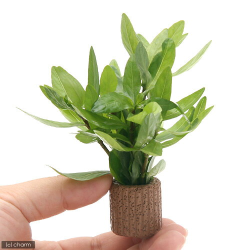 �ʿ���˥饤�եޥ������˥ϥ������ե��顡�ݥꥹ�ڥ�ޡʿ���աˡ�̵�����ˡ�3�ġ�