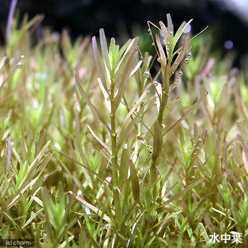 �ʿ���˥饤�եޥ������˥�����sp���磻�ʡ��ɡʿ���աˡ�̵�����ˡ�3�ġ�