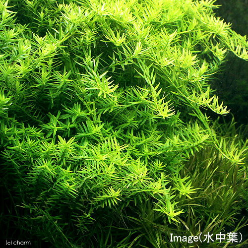 （水草）ライフマルチ（茶）ロタラ　ロトンディフォリア　GOUTIN−RED（水上葉）（...