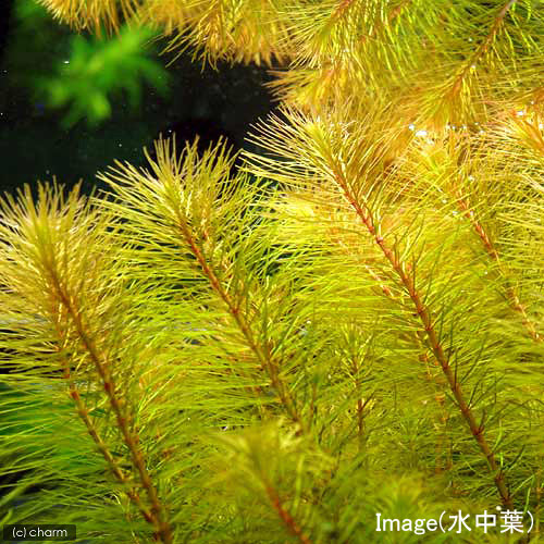 （水草）ライフマルチ（茶）ロタラsp．カンボジア産（水上葉）（無農薬）（1個）