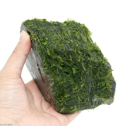 （水草）巻きたて　ジャイアント南米ウィローモス　風山石　Mサイズ（約14cm）（水...